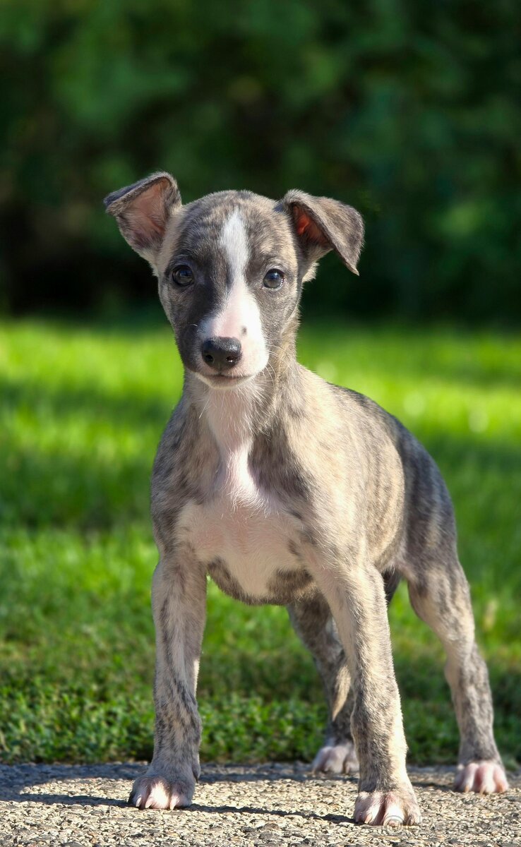 Vipet, Whippet s PP - 15