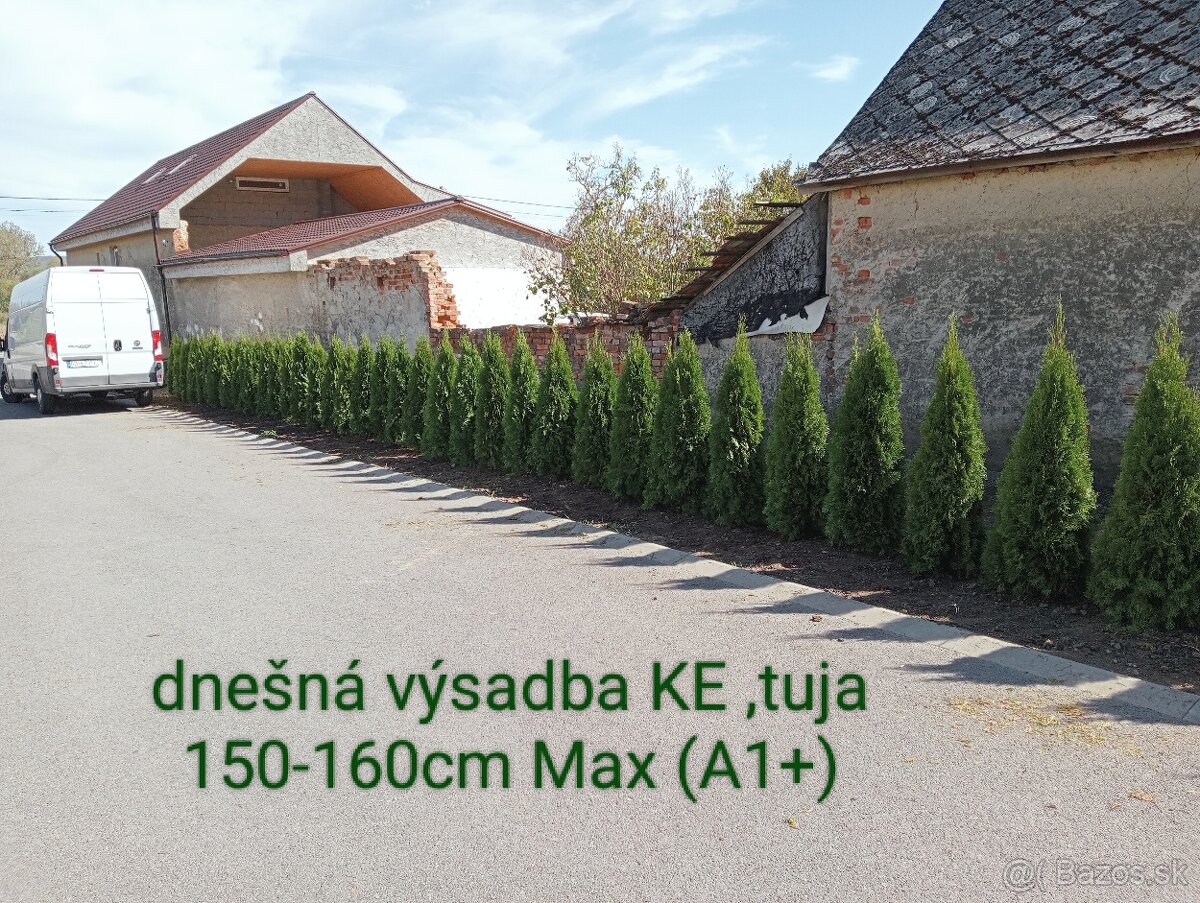 Tuja Smaragd, vavrínovec, červienka, gaštan - Námestovo - 15