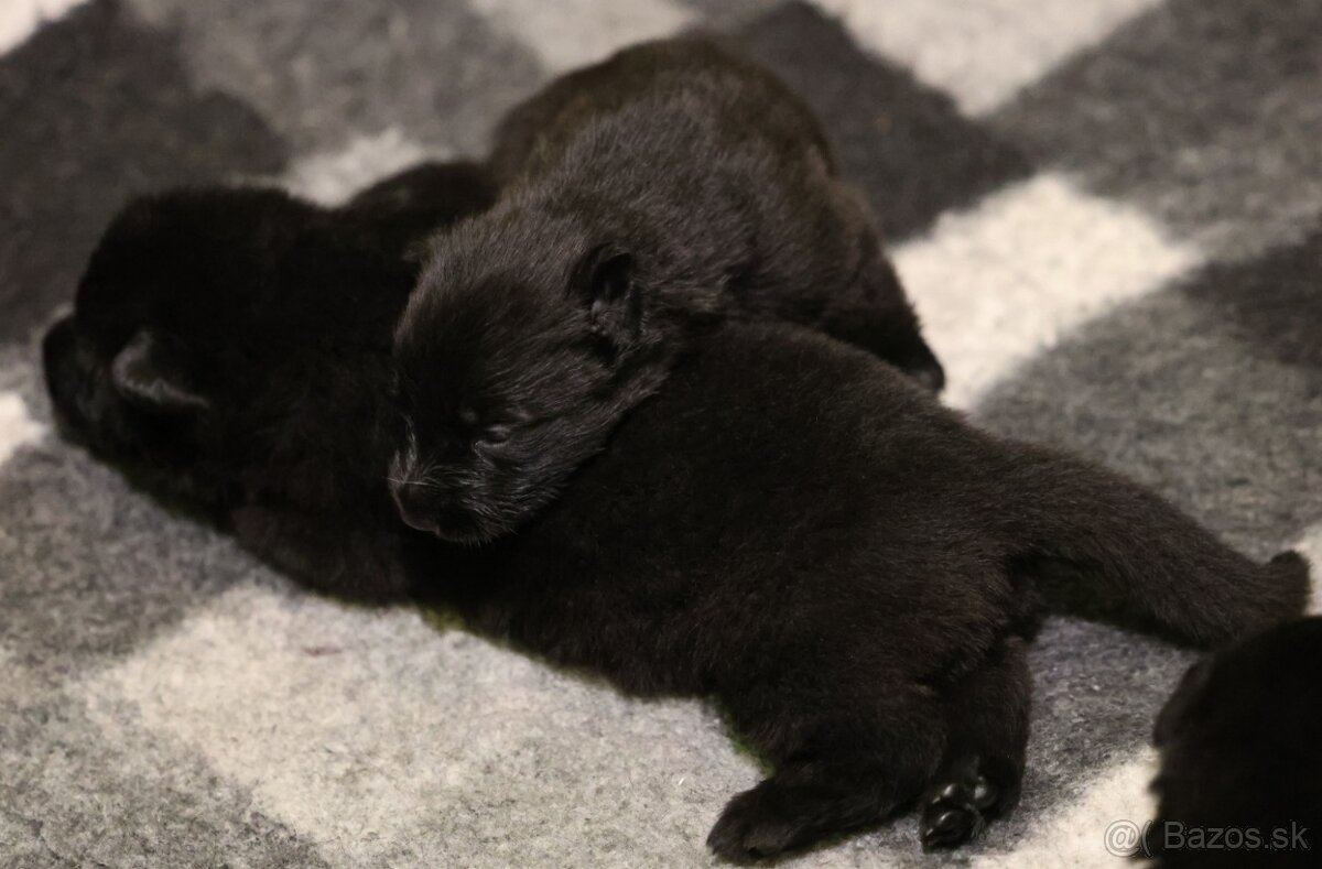 Nemecký ovčiak s PP - 15