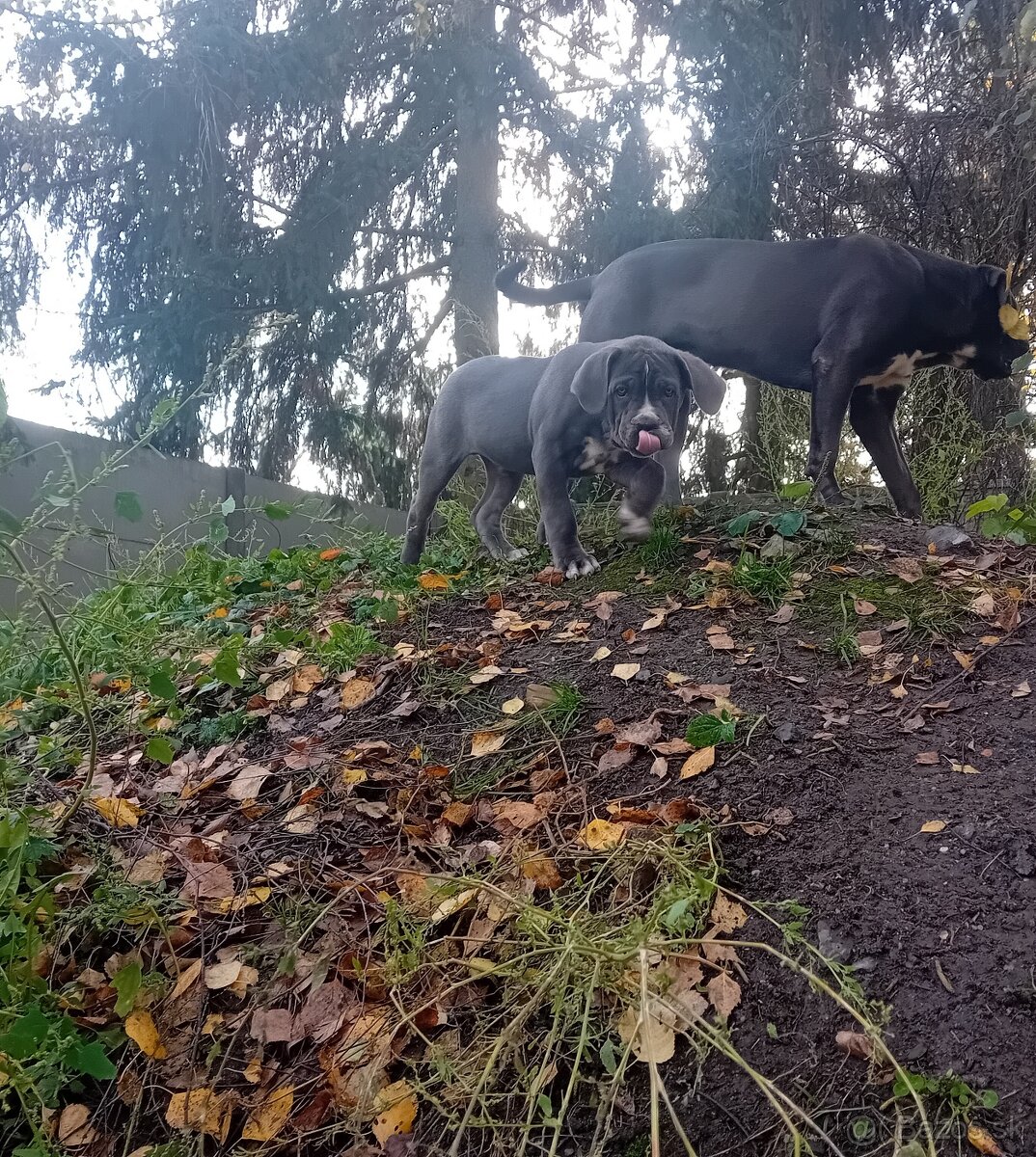 Cane Corso - 15