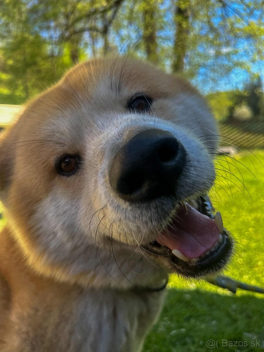 Akita inu šteniatka - 15