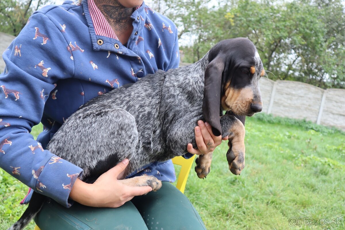 Velký gaskonský pes Grand Bleu de Gascogne s PP FCI - 15