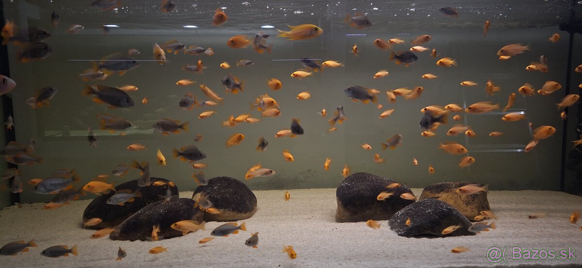 Africke cichlidy malawi - 15