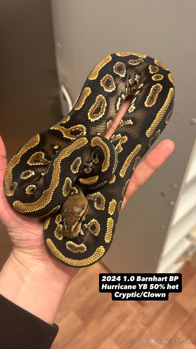 Pytóny Kráľovské - 15