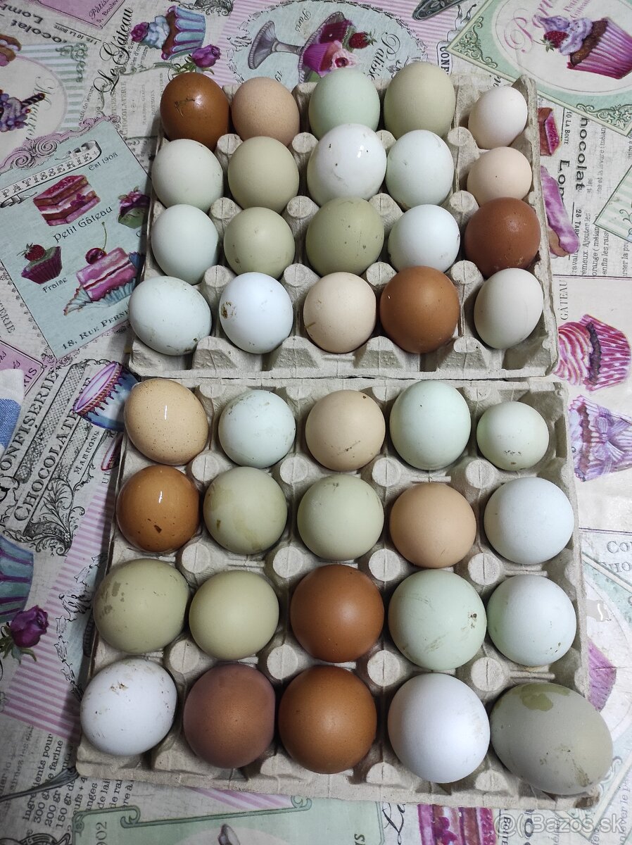 Kuričky, Kalimero - 15