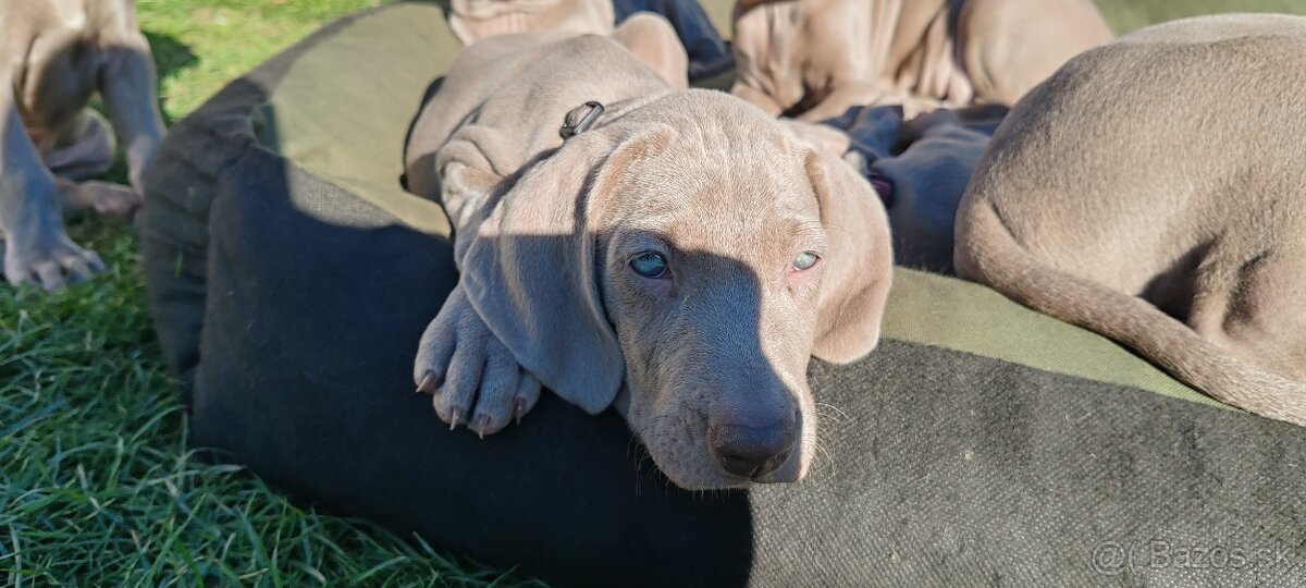 Weimarsky stavač - 15