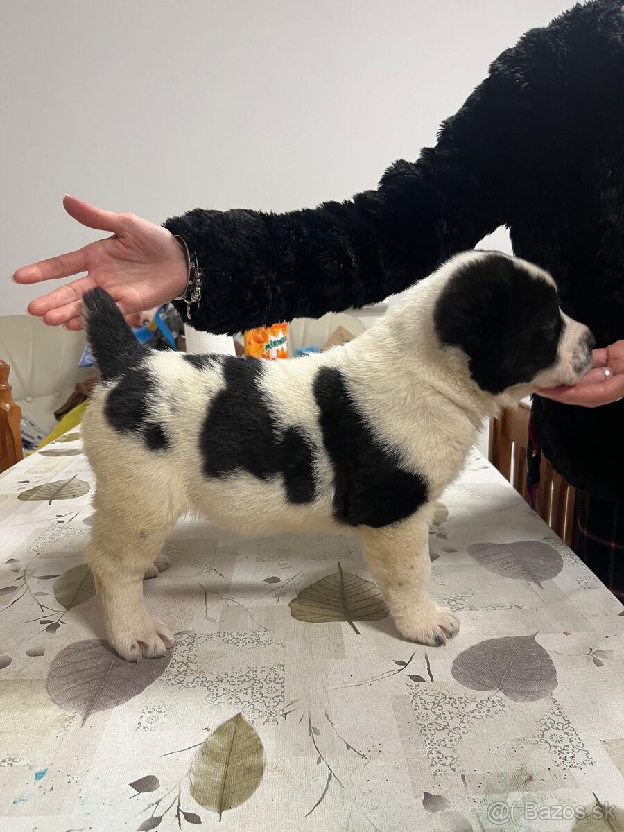 Stredoázijský ovčiak SAO - 15