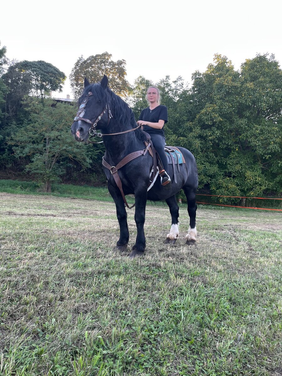 Pripúšťanie plemennými žrebcami - 15