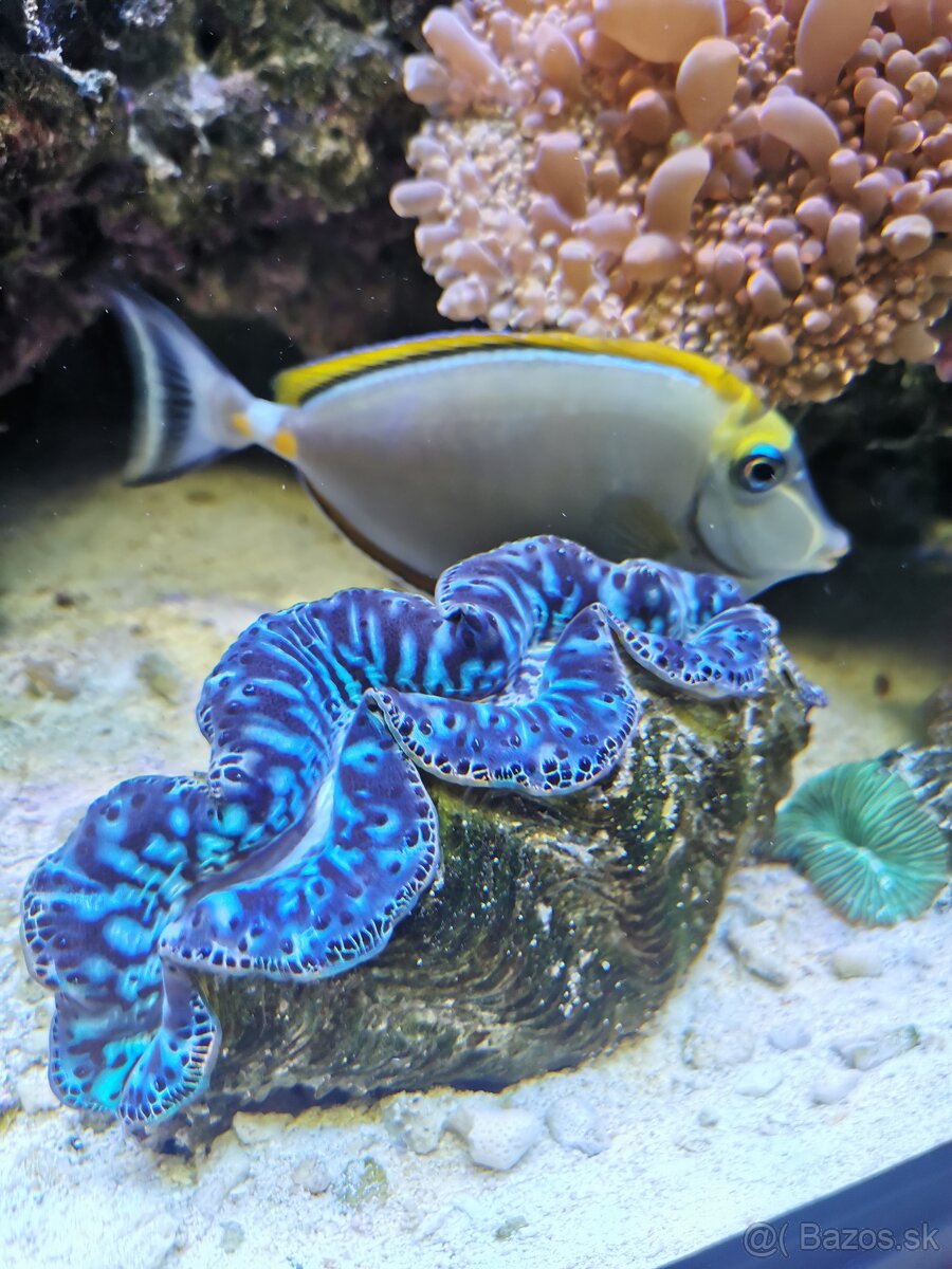 Morske akvarium - 15