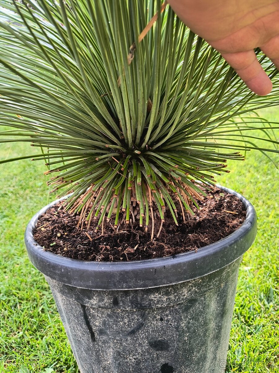 Sabal brazoriensis mrazuvzdornu palmu -16 - 15