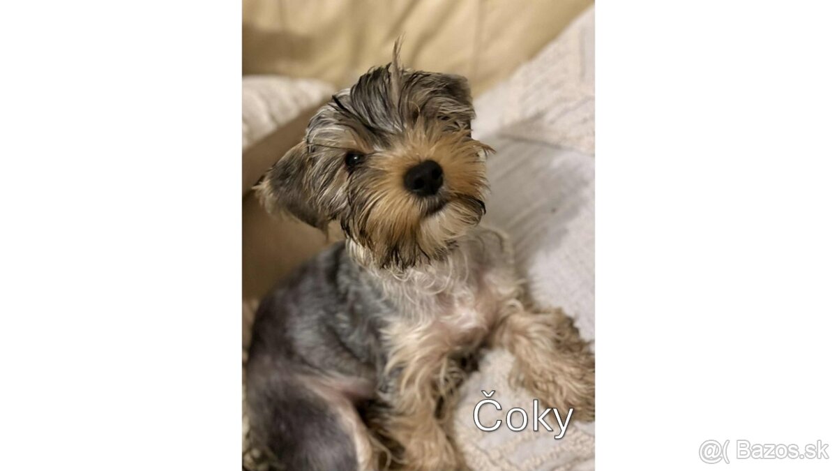 Baricsfarma ponúka na predaj yorkshirských teriérov - 15