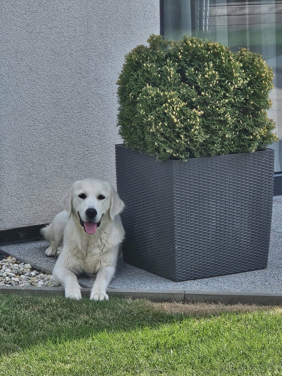GOLDEN RETRIEVER - k rezervaci - 15