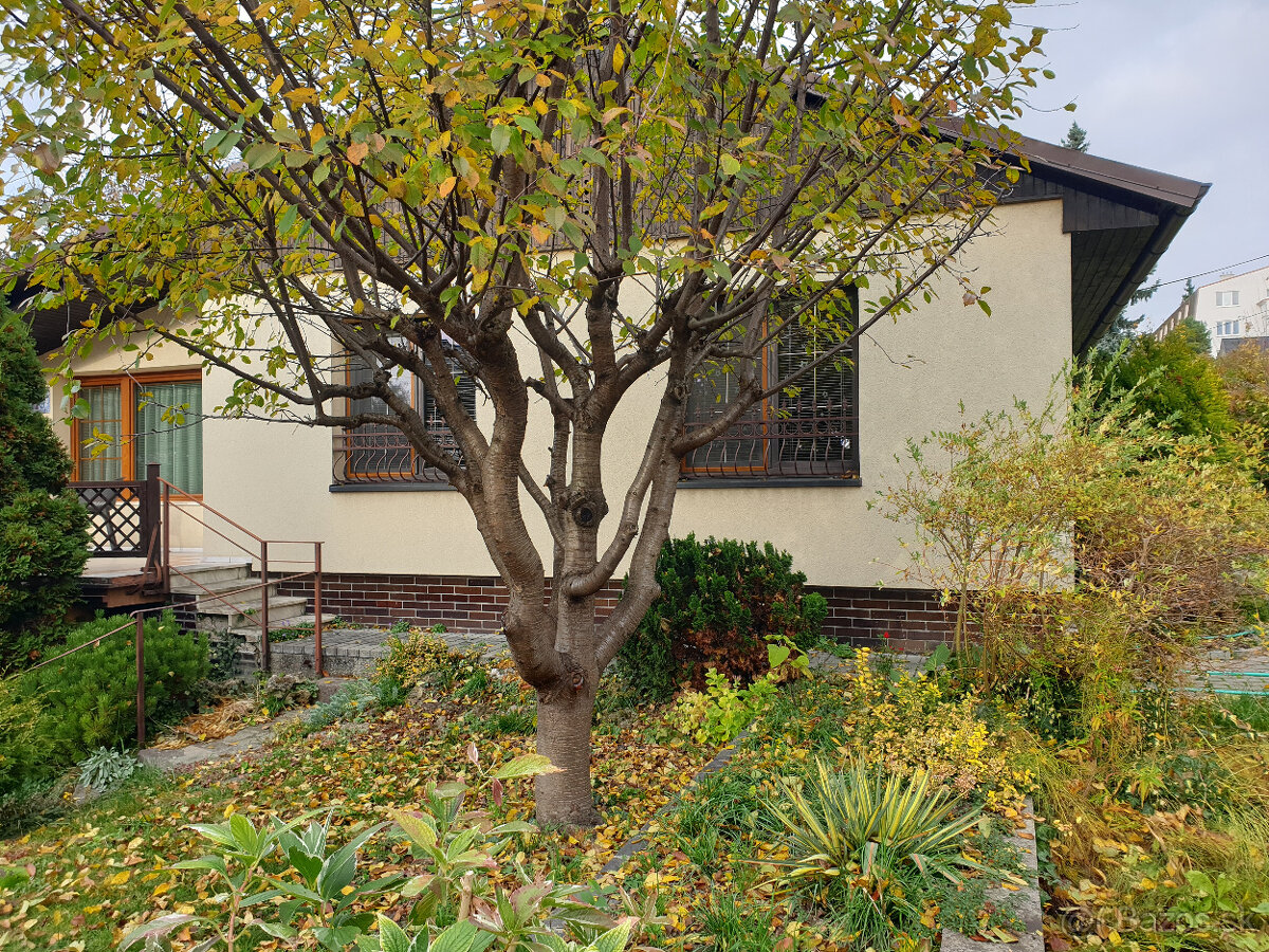 Rodinný dom na prenájom, Staré mesto, 4 izby, krb, zahrada - 15