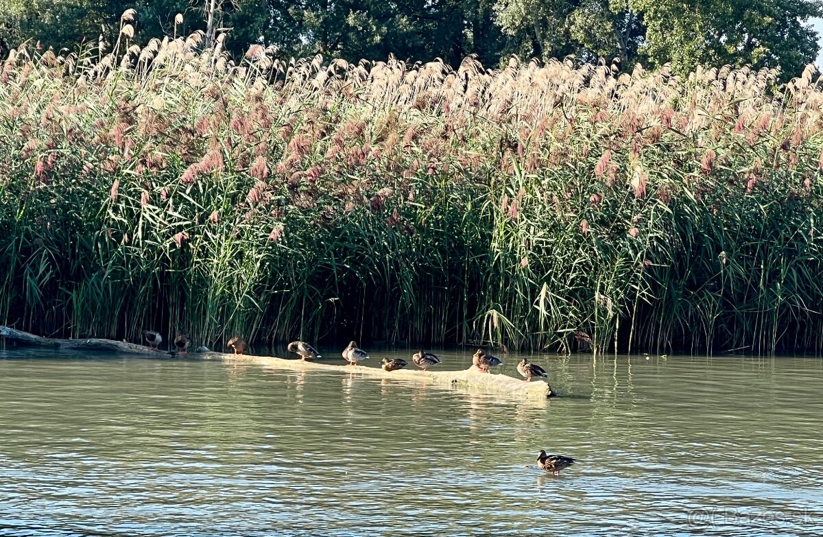 Štýlový hausbót na Dunaji je na predaj - 15