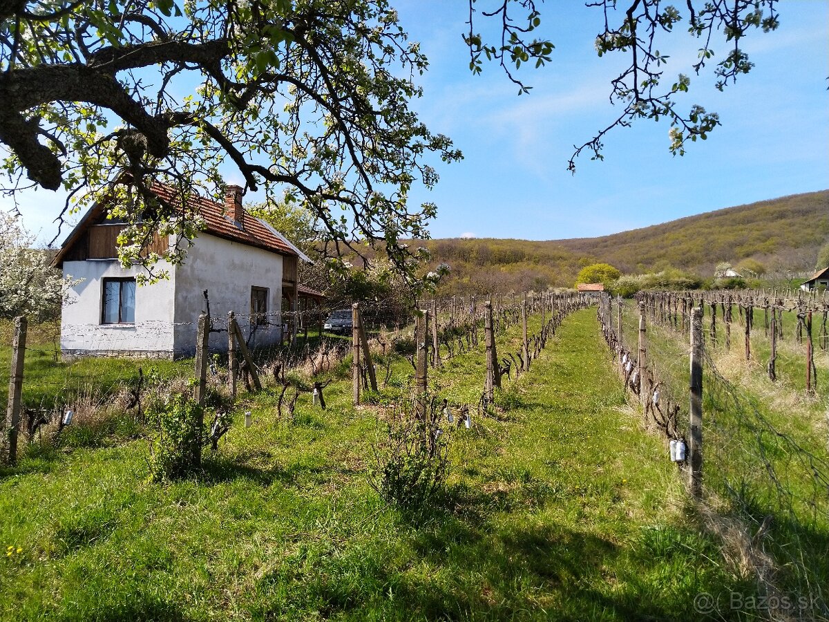 Pozemok - Vinice Čajkov - Sádovské - 15