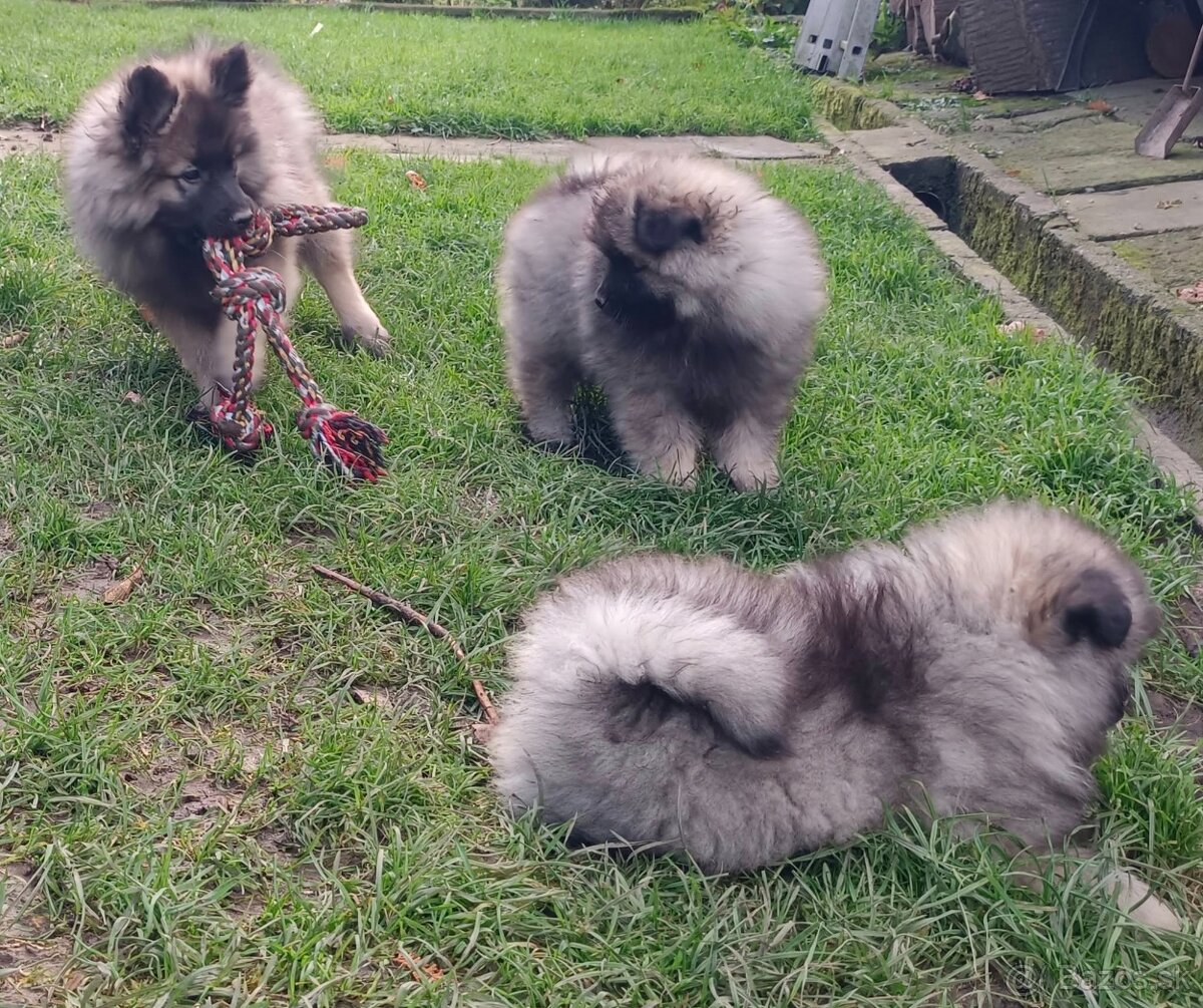 Německý špic vlčí / keeshond prodám štěňata s PP - 15