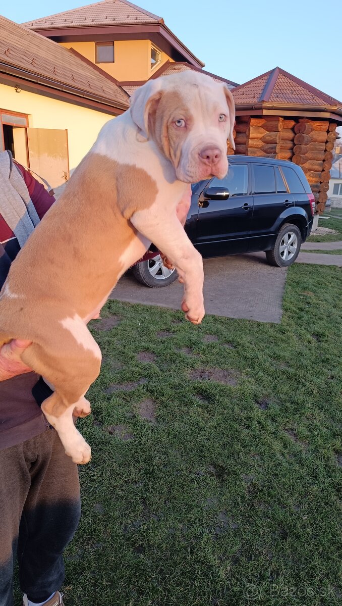 Šteniatka American Bully XL - 15