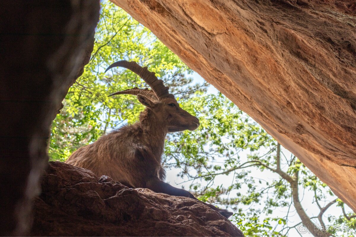 Canon 200D + 17-50mm f/2.8 + taška (rezervovaný) - 15