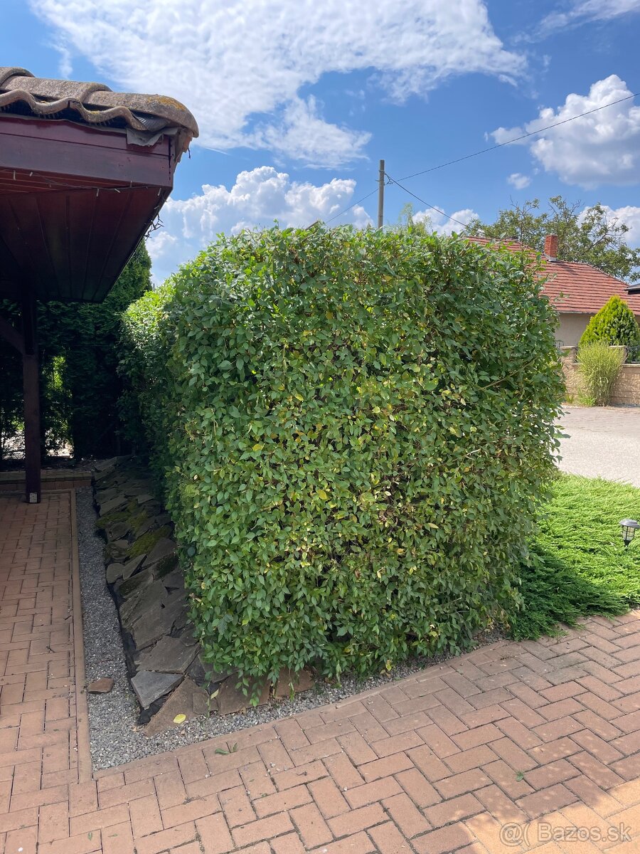 Úprava záhrad a živých plotov, vypiľovanie tují, kosenie - 15