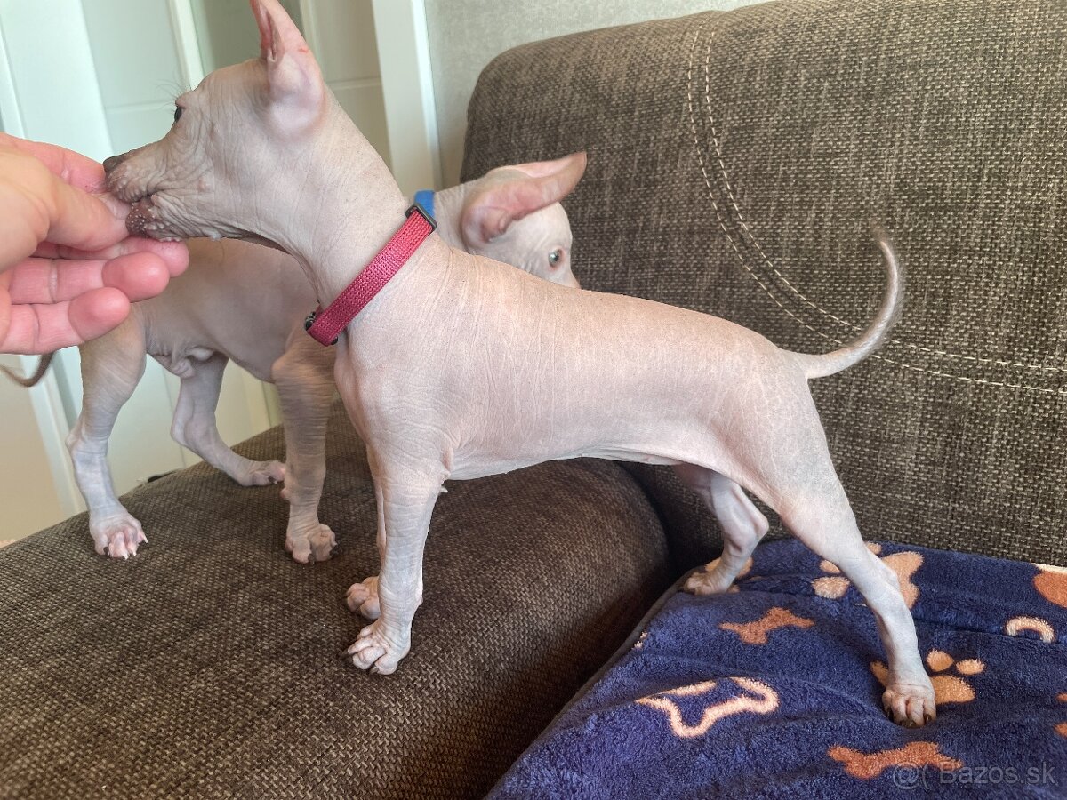 Peruánsky naháč malý - 15