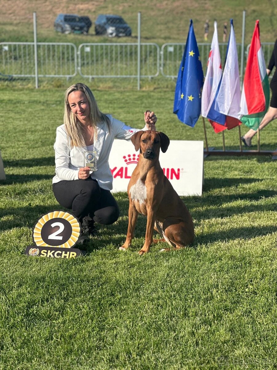 Rhodesian Ridgeback s preukazom pôvodu - 15