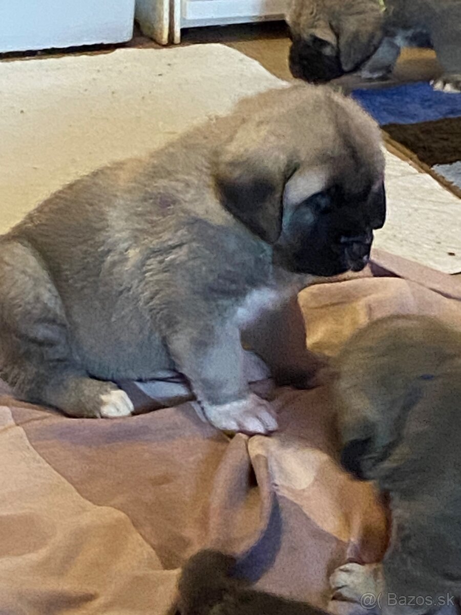 Španělský mastin štěňátka k odběru od 20.1. - 15