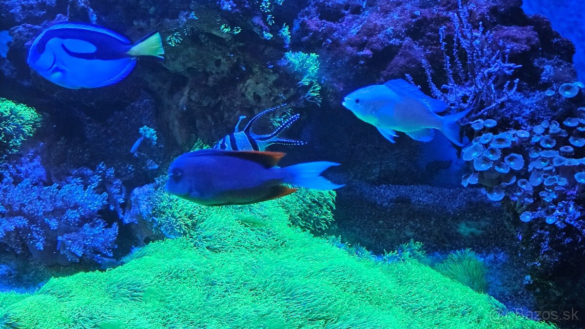 Predám kompletné morské akvárium – rozmer 150 × 57 × 50 cm - 15
