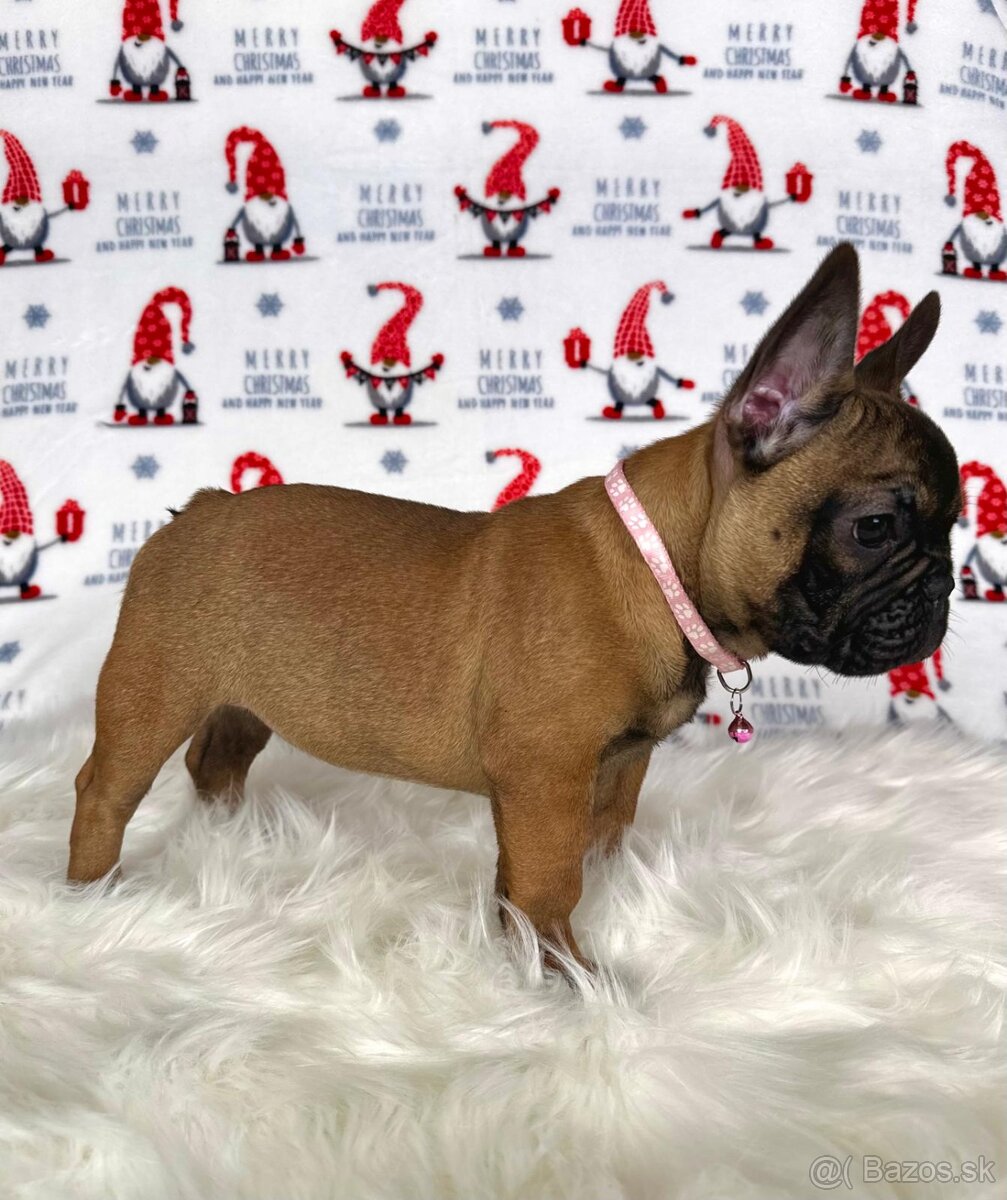 Francúzsky buldoček s PP - sučka BAMBI 🌸 - 15