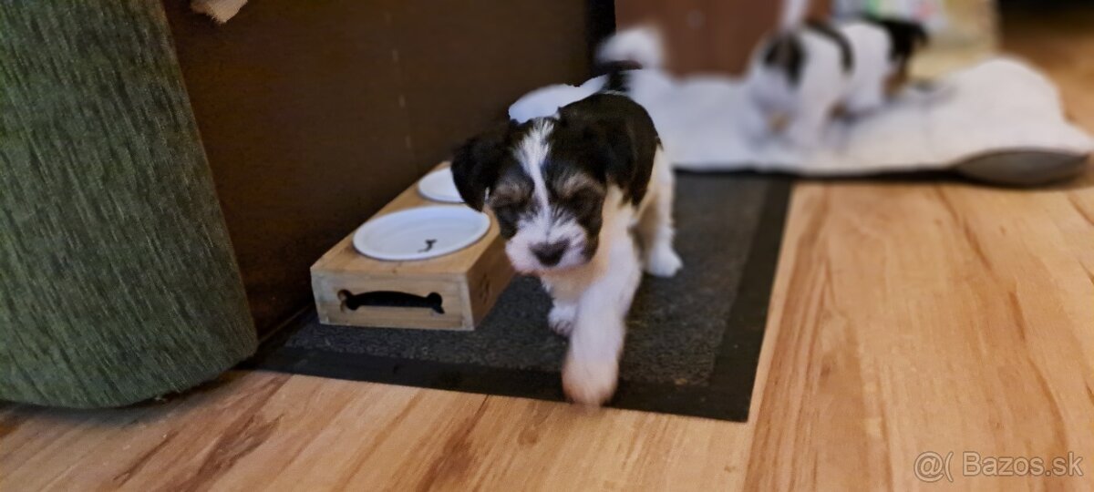 Yorkshire terier biewer mini - 15