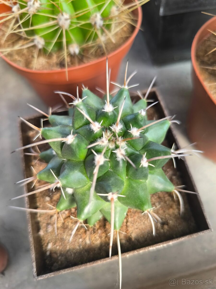 Kaktusy a sukulenty - 15