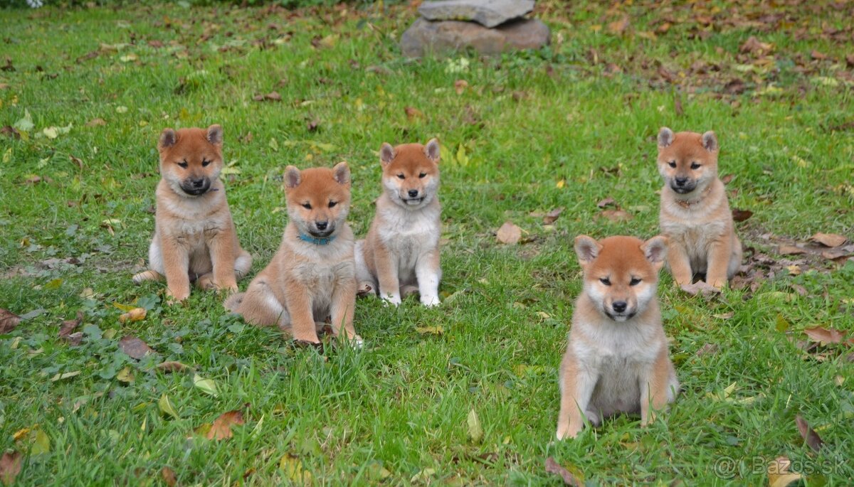 Shiba inu s PP /FCI / - 15