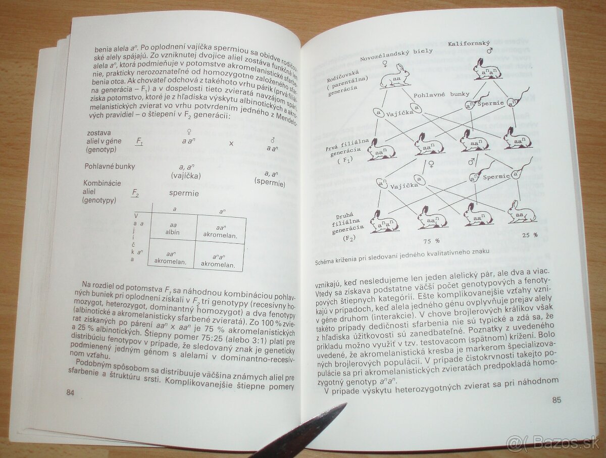 Intenzívny chov brojlerových králikov - 15