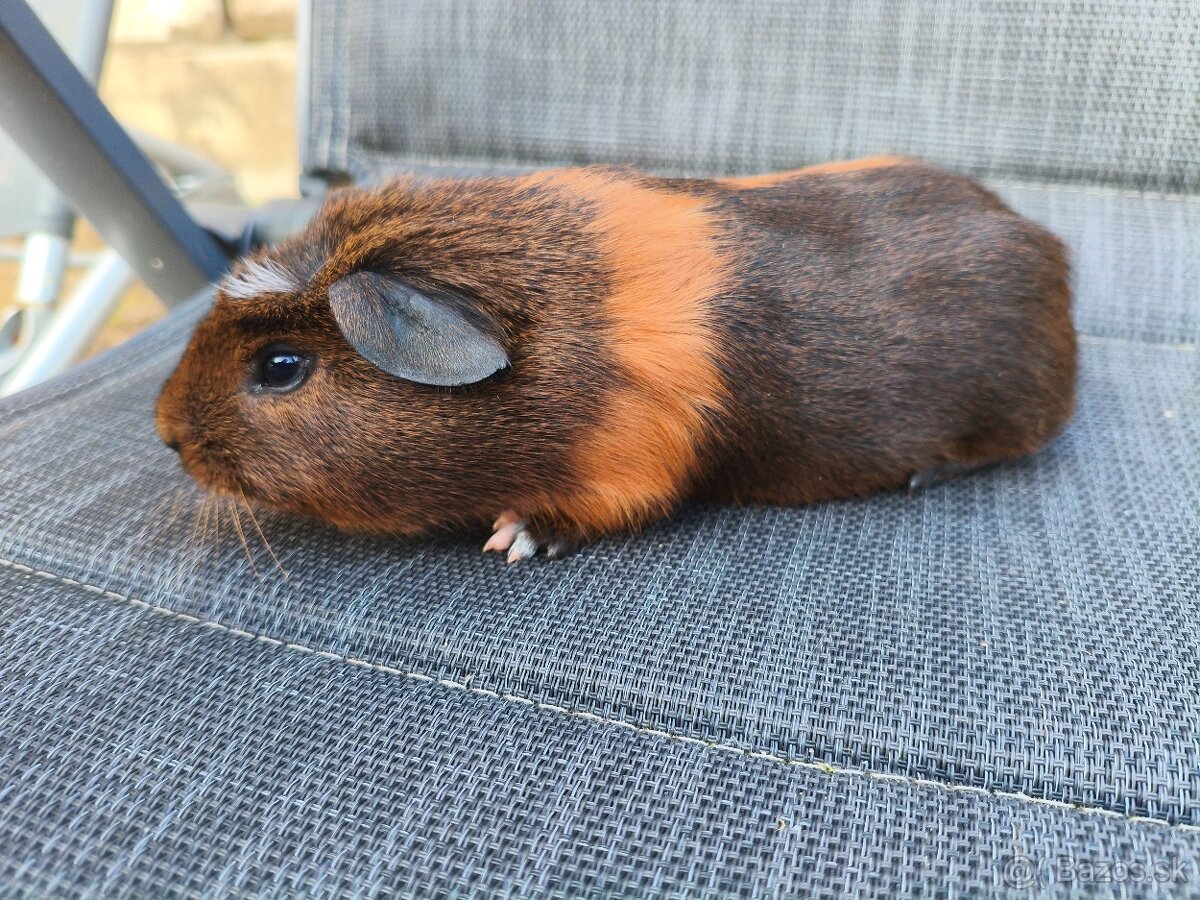 Cuy morčata - 15