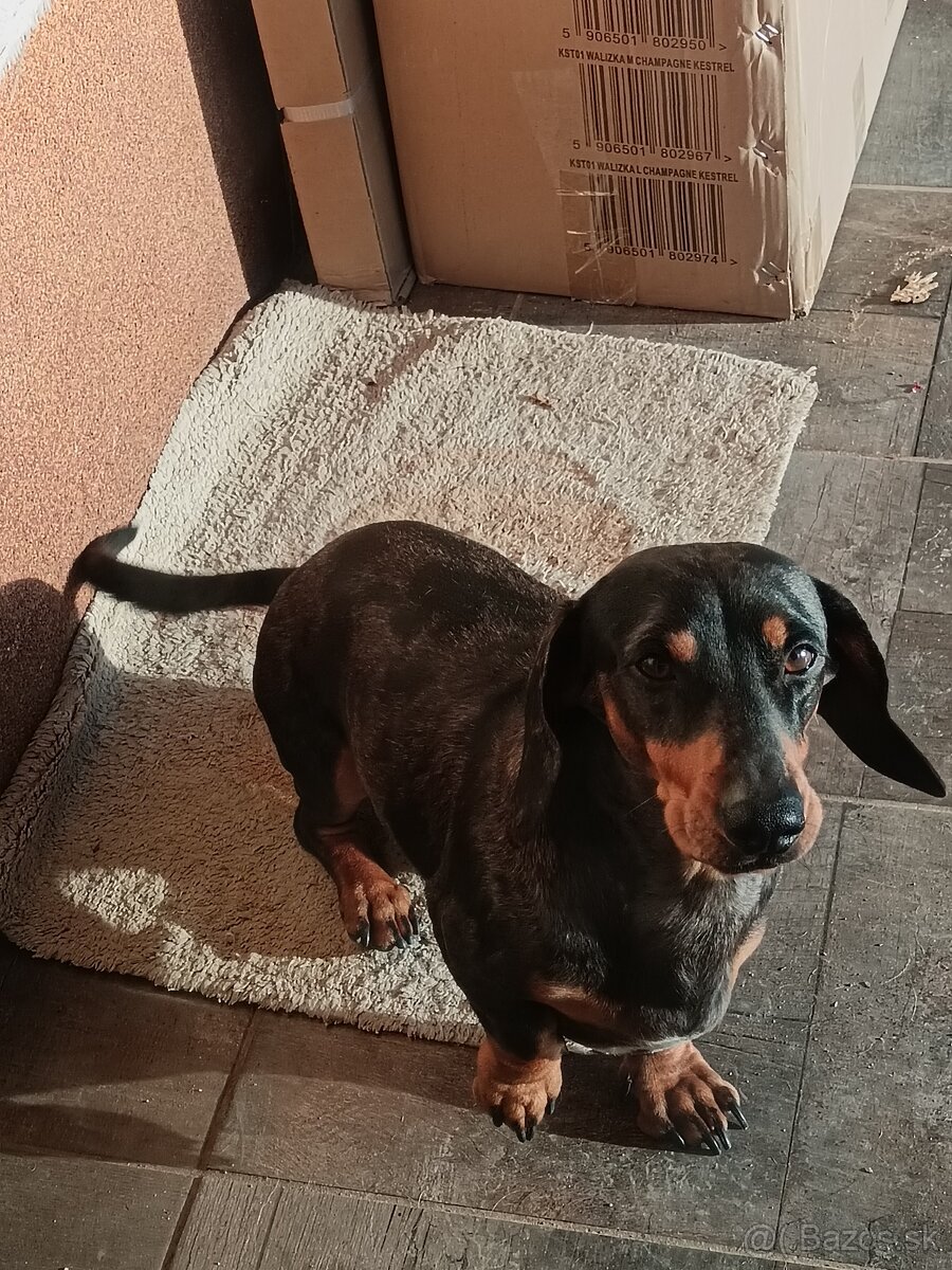 Šteniatka krátkosrtý jazvečík "štandard" - 15