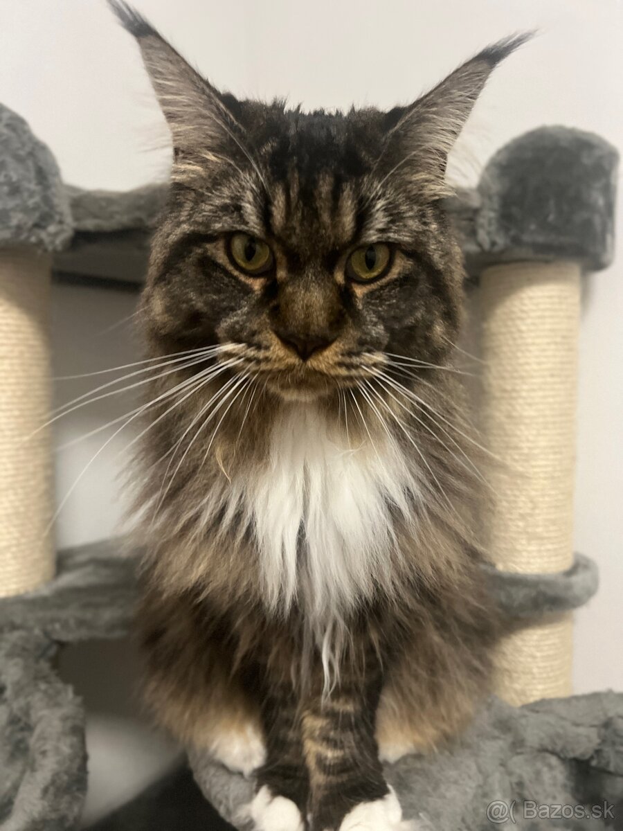 Mainska myvalia mačka main coon - 15