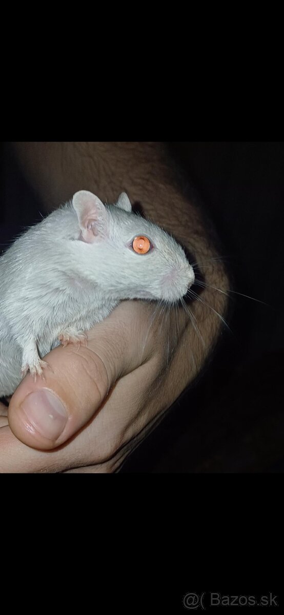 Predám pieskomilov + celé príslušenstvo - 15