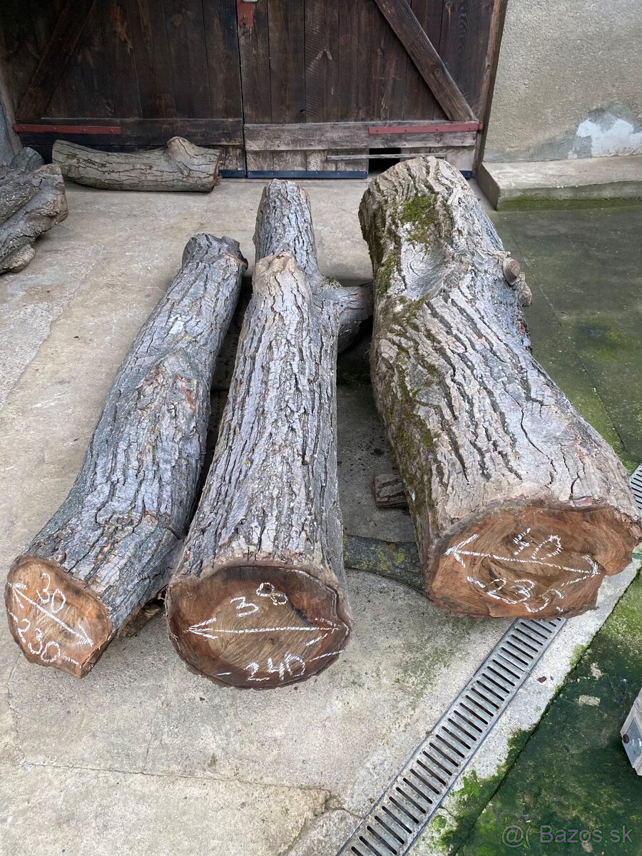 Orechové kmene, guľatina - 15