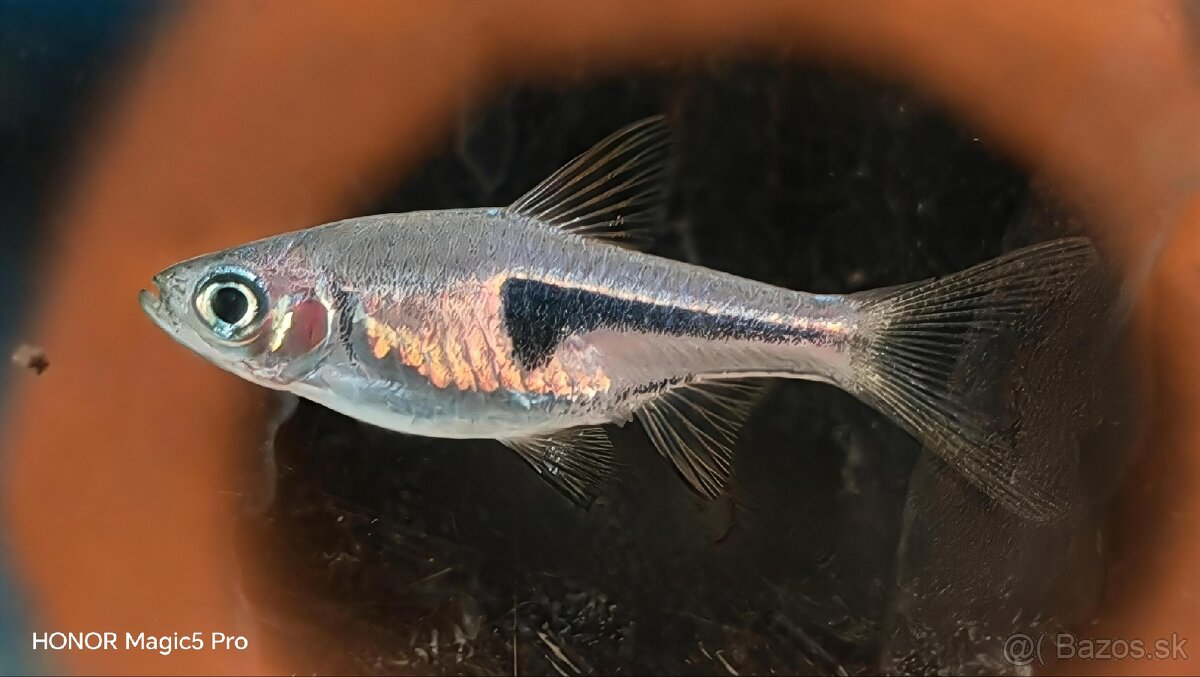 Akvariové ryby (raritky) k odberu - 15