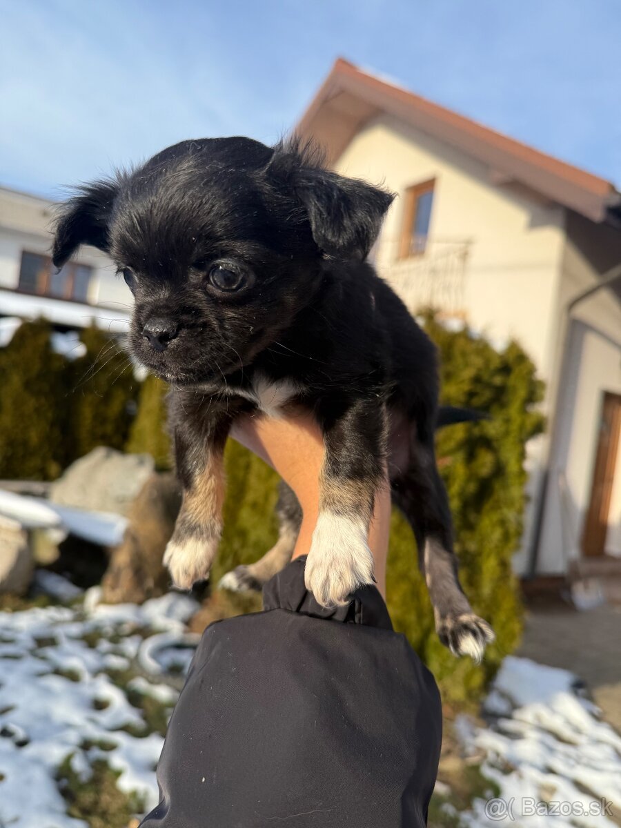 Mini čivava šteniatka - 15