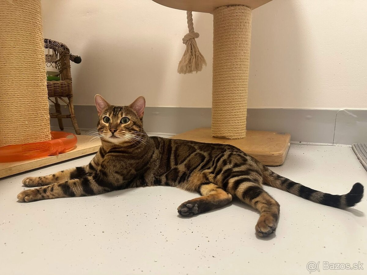 Bengalska macka - 15