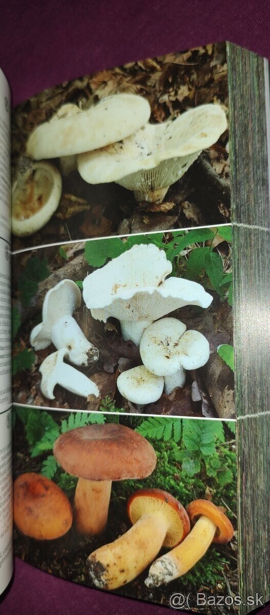 1000 slovenských a českých húb - 15