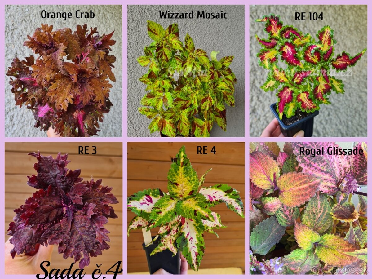 Koleus - africká žihľava (Coleus), semena, řízky - 15