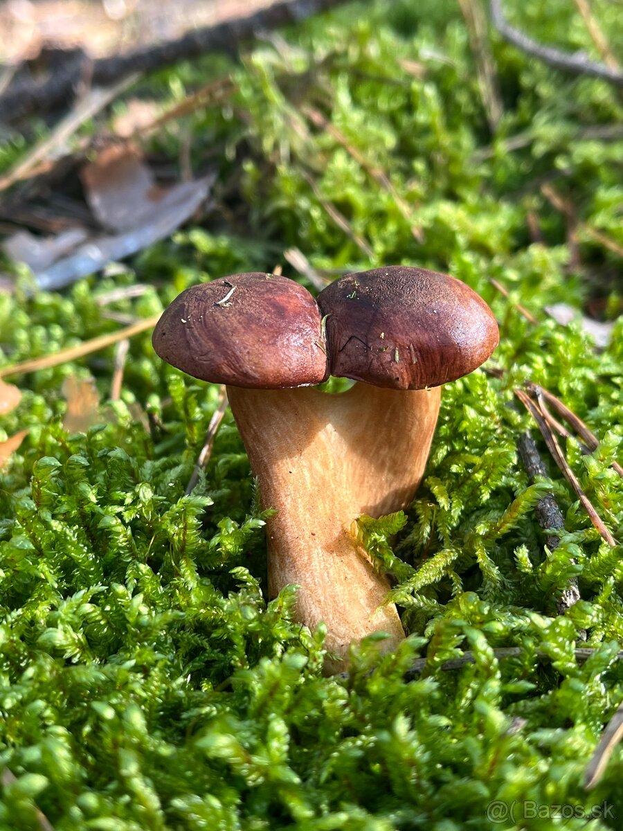 Sušené hríby - 15