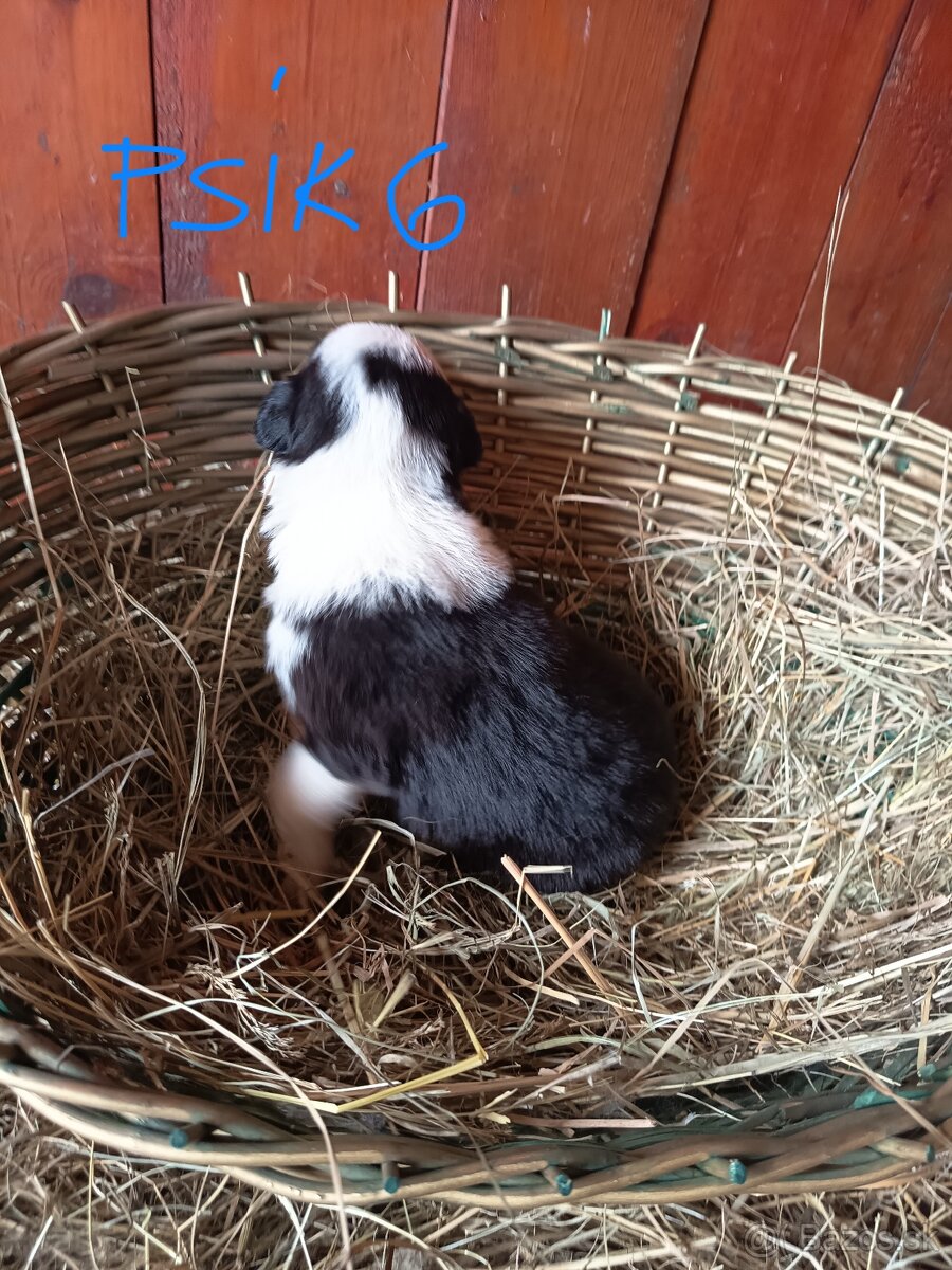 Border kólia šteniatka - 15