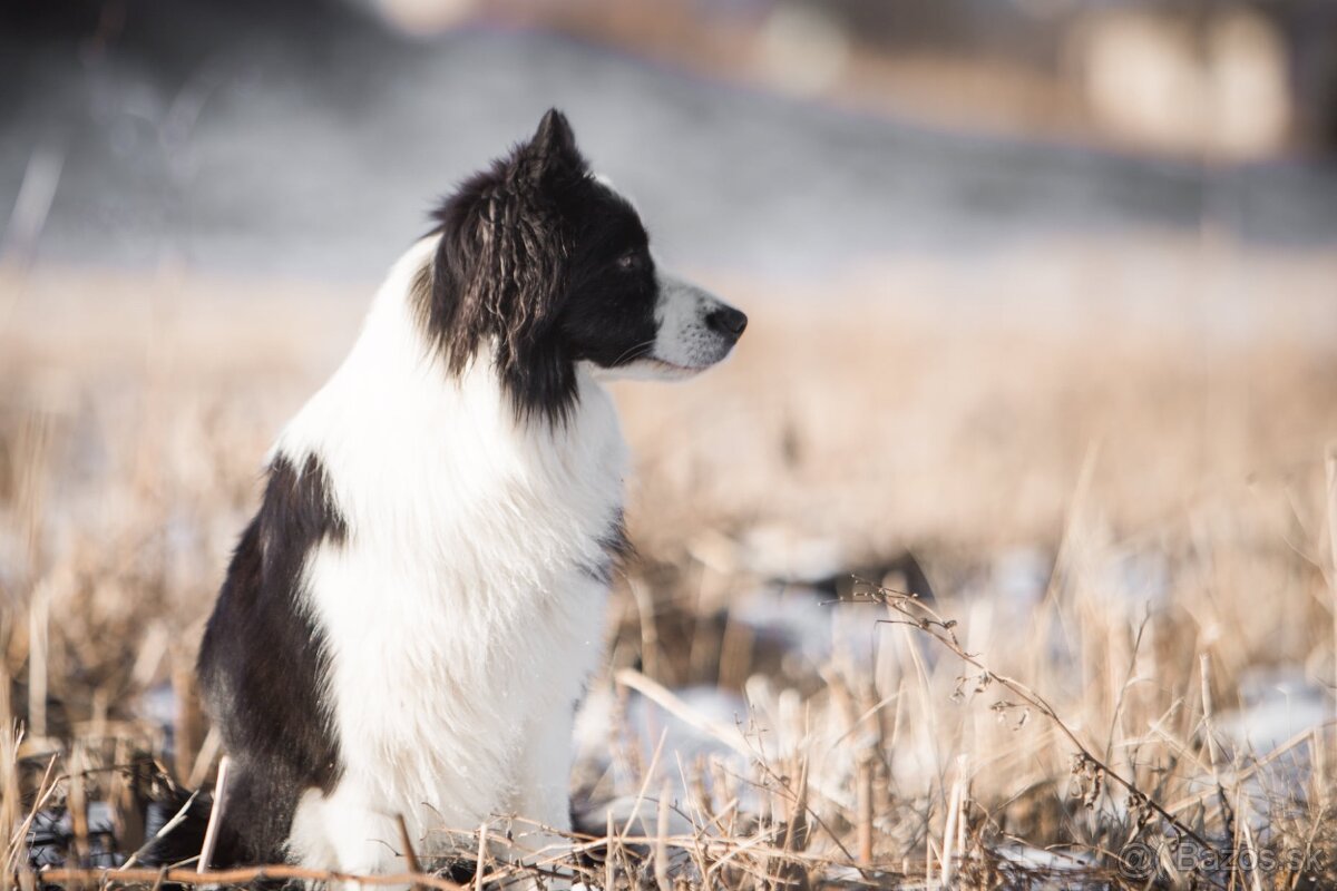 Border Kólia s PP - plánovaný vrh - šteniatka - 15