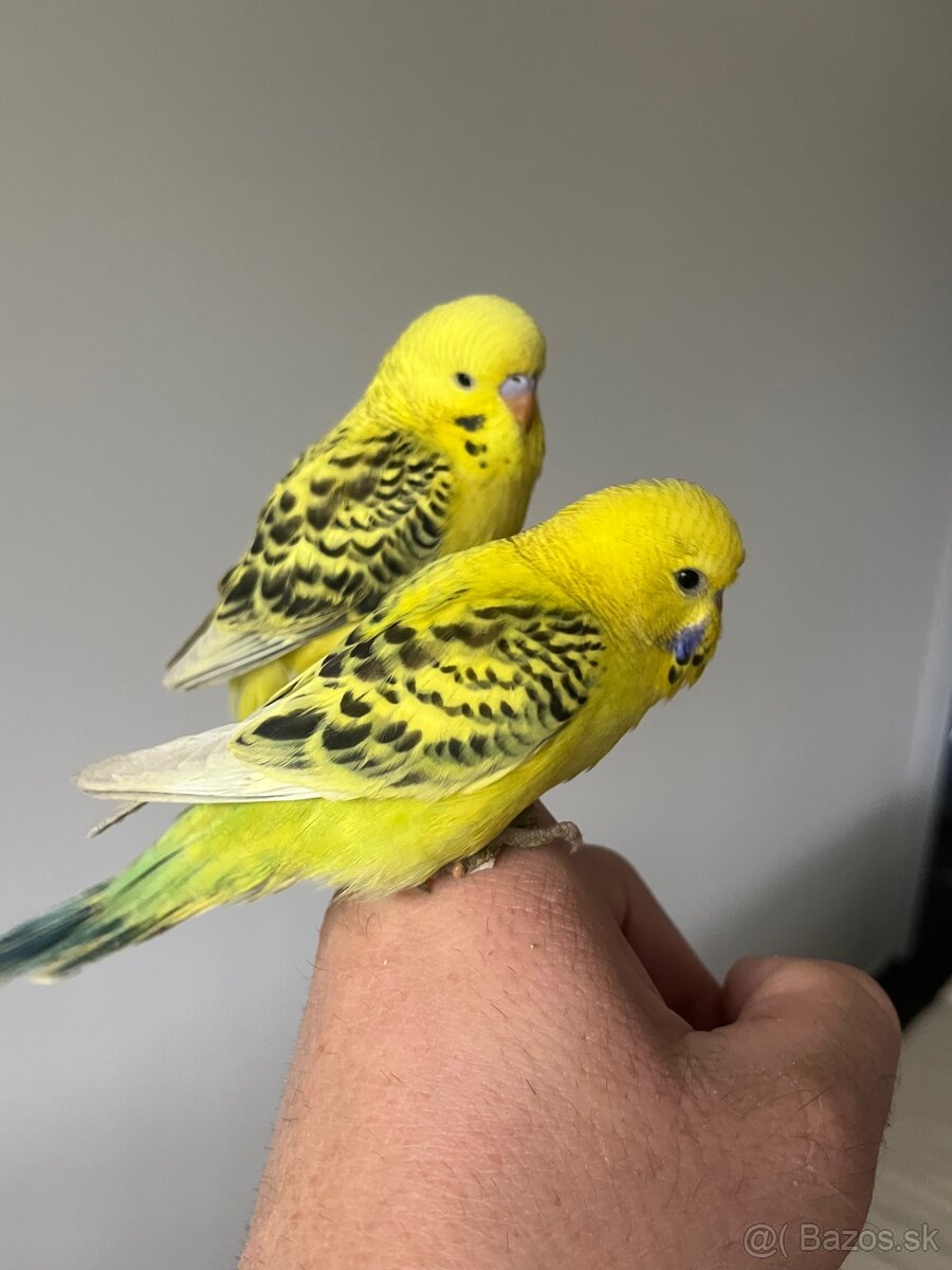 Andulka Maznačik - 15