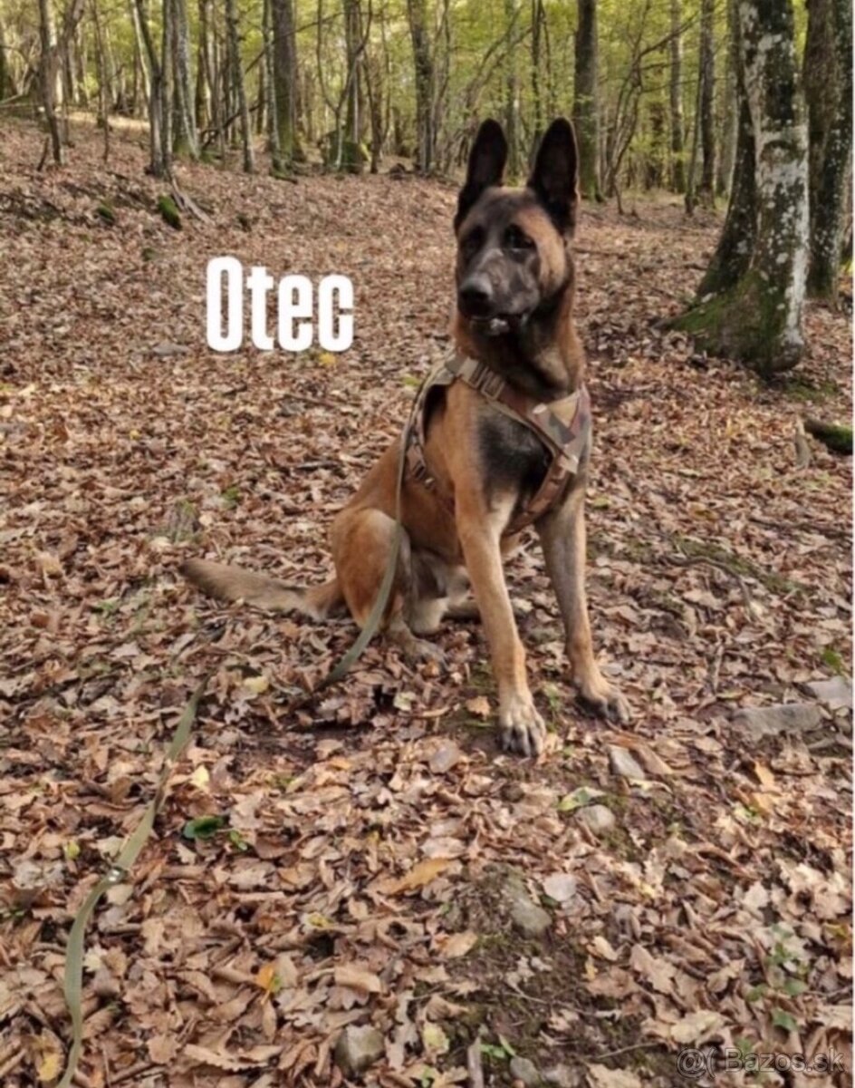 Belgický ovčiak- Malinois - 15