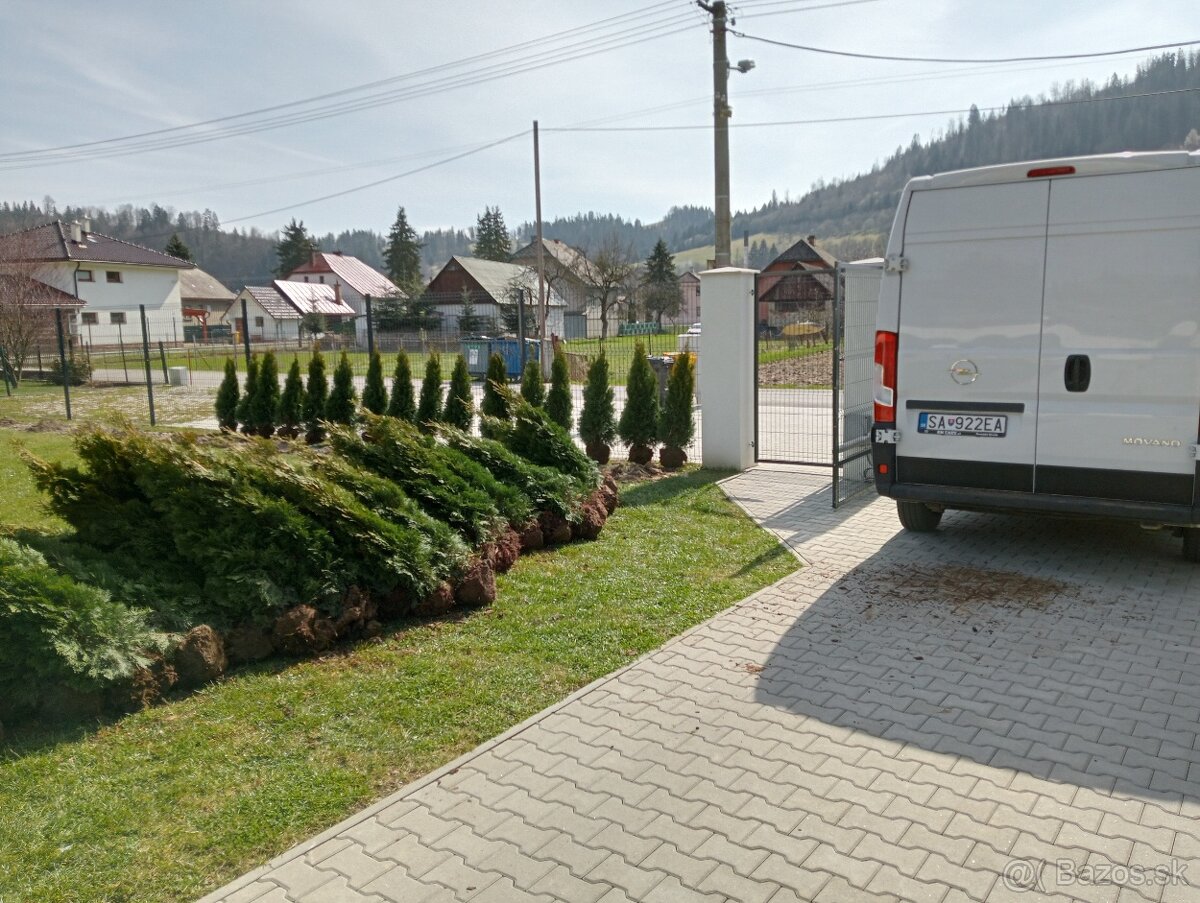 Tuja Smaragd, vavrínovec, červienka, gaštan - Prievidza - 15
