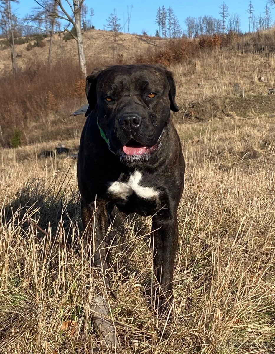 Boerboel štěňata FCI PP - 15