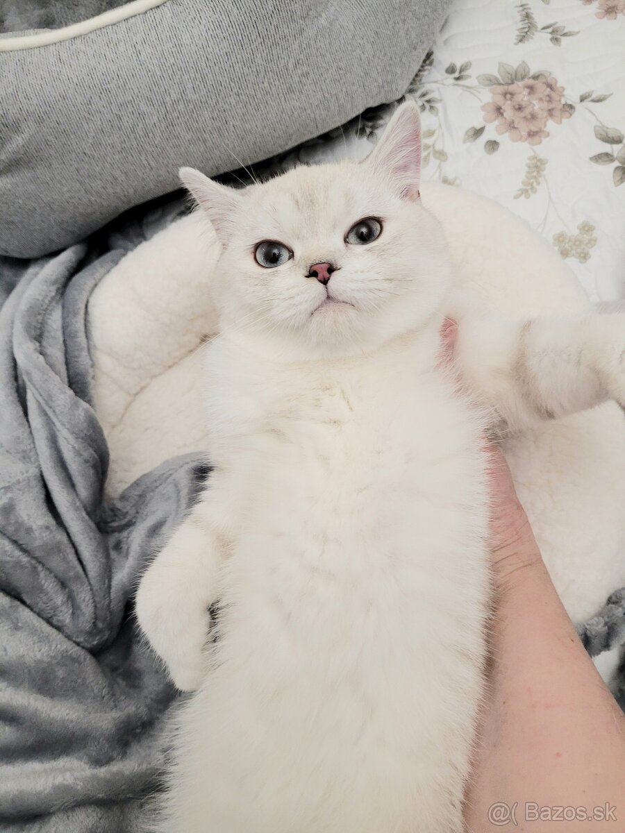 ŠKÓTSKE MAČKY s PP/ TICA 151 - 15